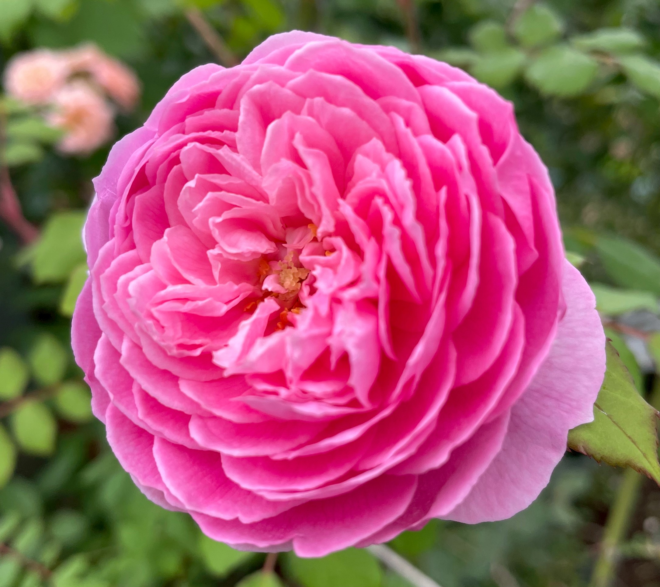 オールドローズ四季咲き強香大苗 ヴィックス カプリス バラ苗販売