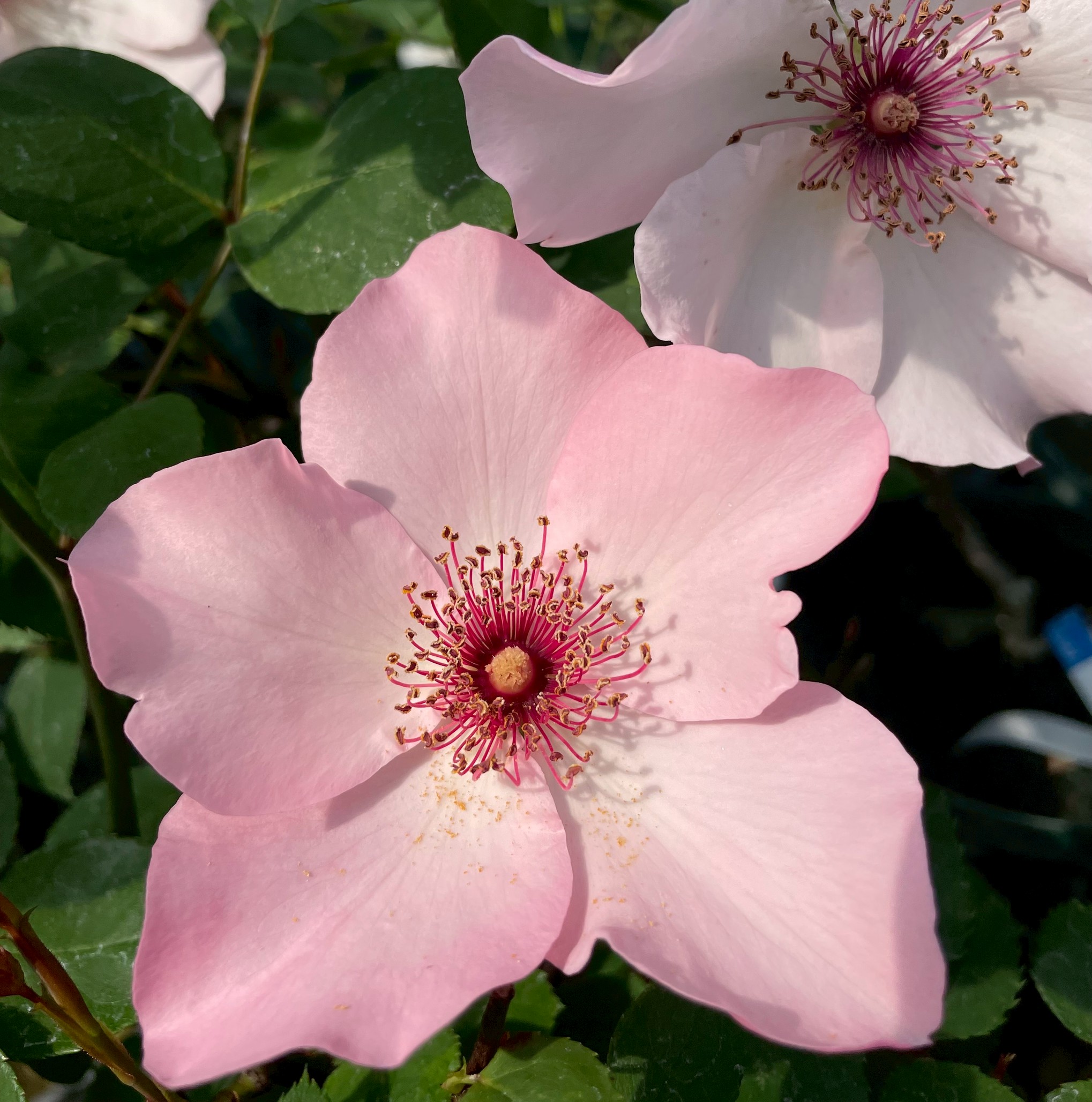 オールドローズ四季咲き強香大苗 ミセスダズリークロス Herb&Rose バラ