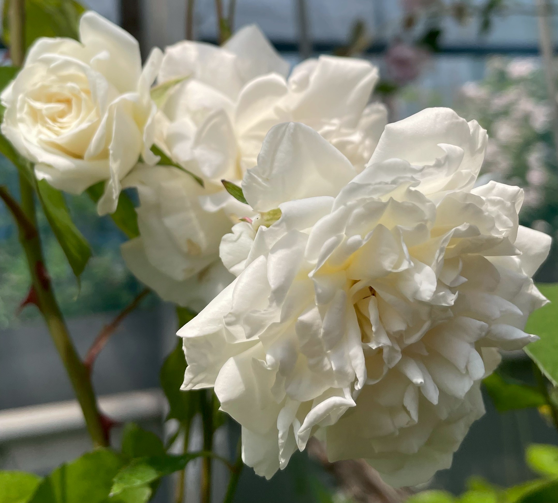 四季咲きバラ大苗 イレーヌオブデンマーク Herb&Rose バラ苗販売 商品