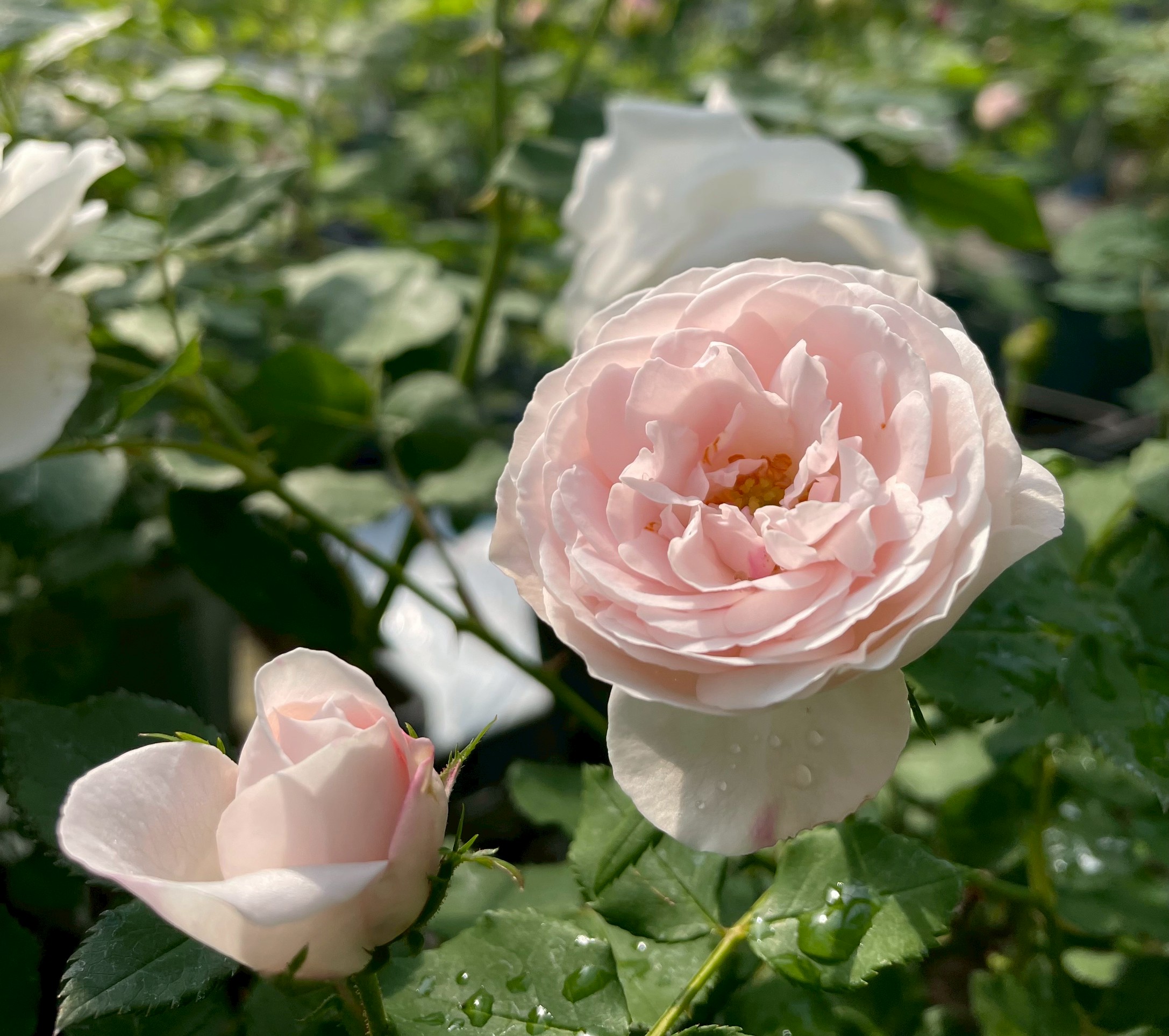 オールドローズ四季咲き大苗 マダムフランソワーズピテ Herb&Rose バラ