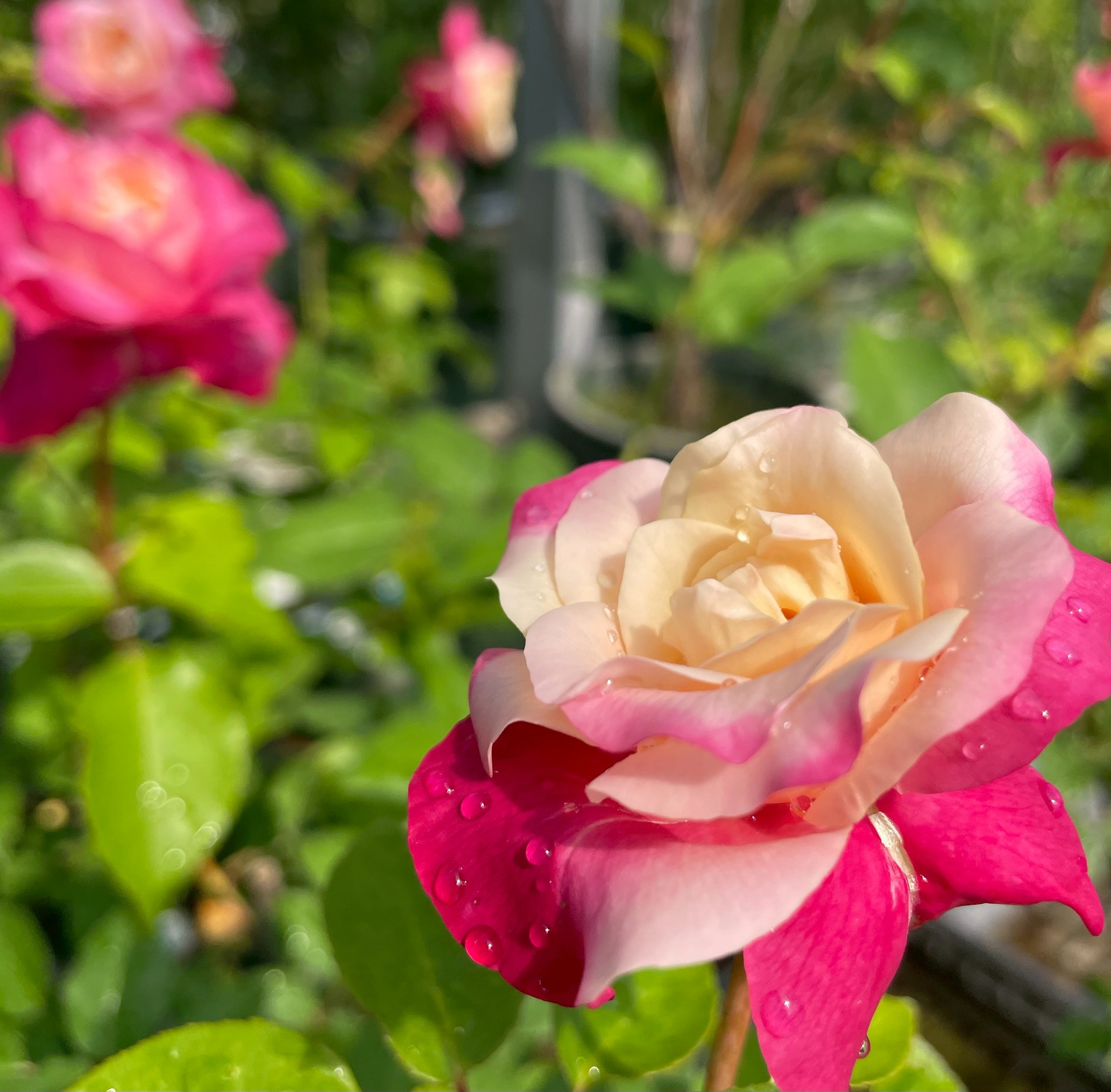 四季咲きバラ大苗 ロゼットデリジー Herb&Rose バラ苗販売 商品詳細