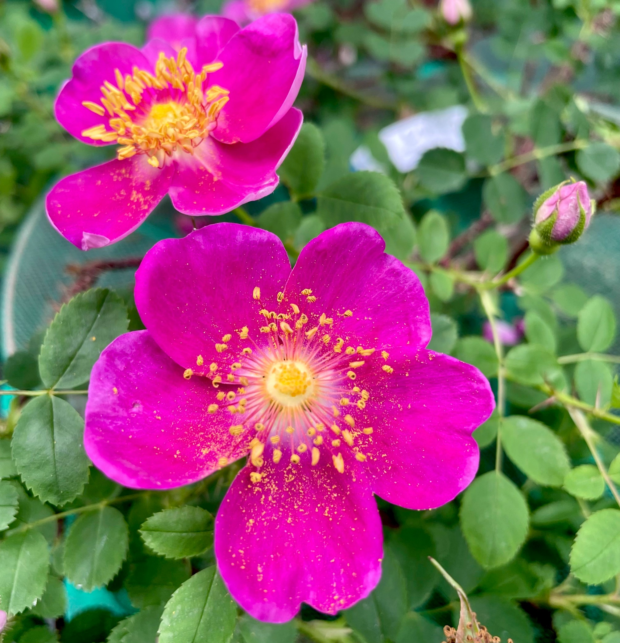 オールドローズつるバラ大苗 ゴールドフィンチ Herb&Rose バラ苗販売