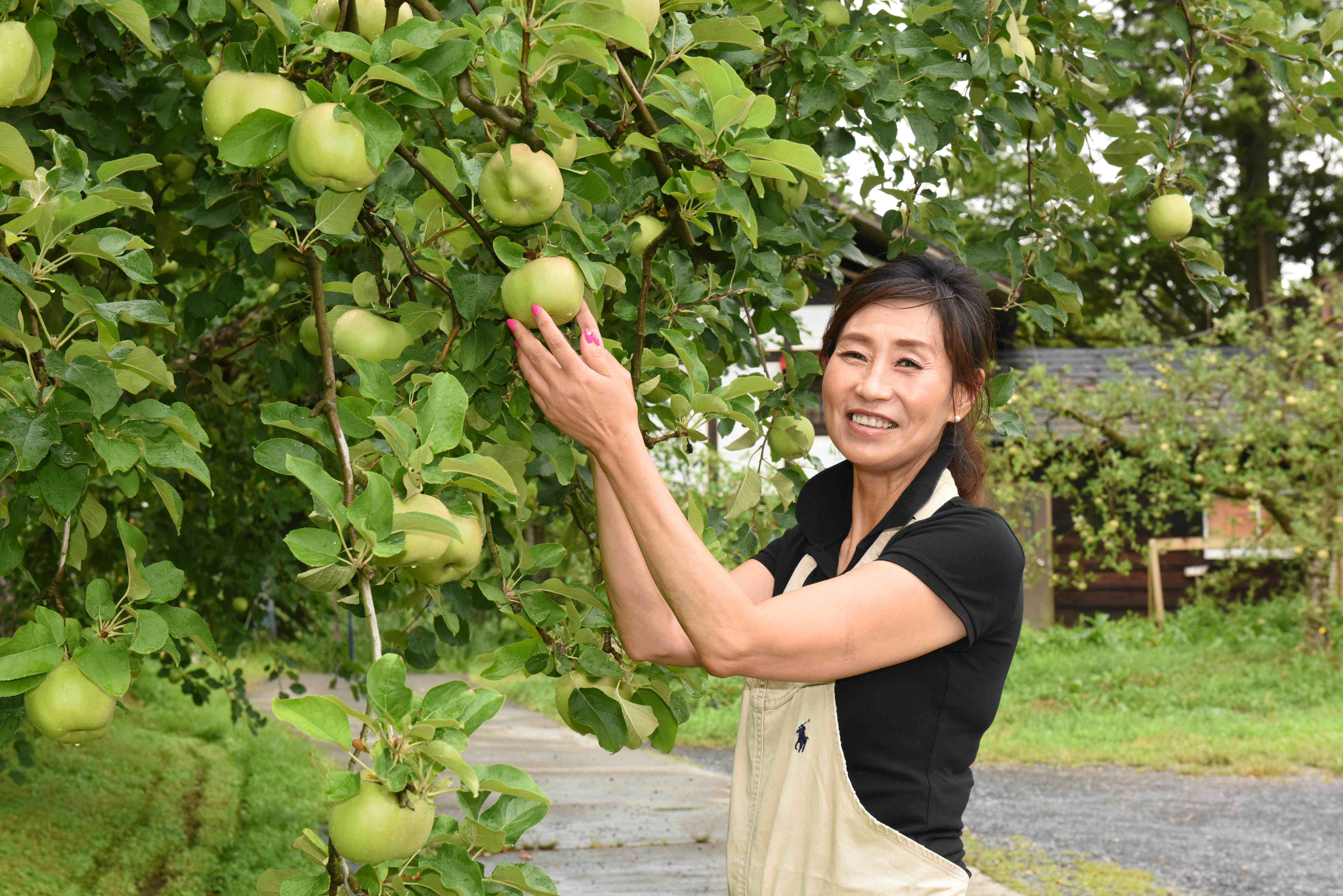 大子町の「藤田観光りんご園」 | 国営ひたち海浜公園公式ホームページ