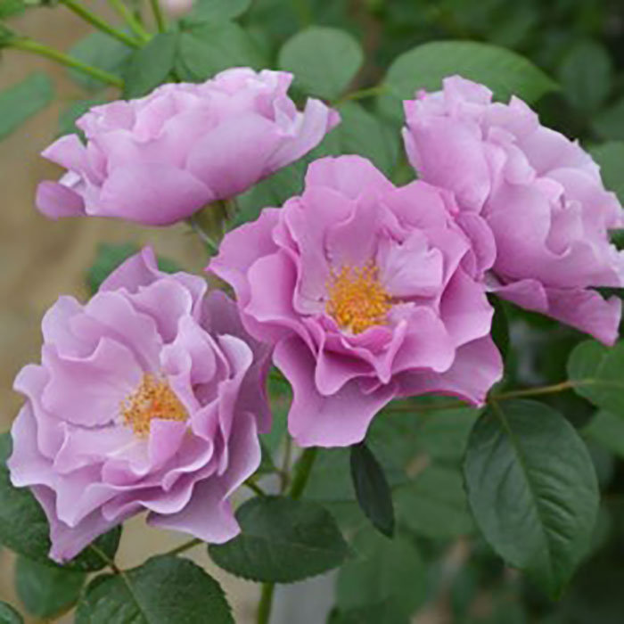 相原バラ園 / 紫・ニュアンスカラーのつるバラ