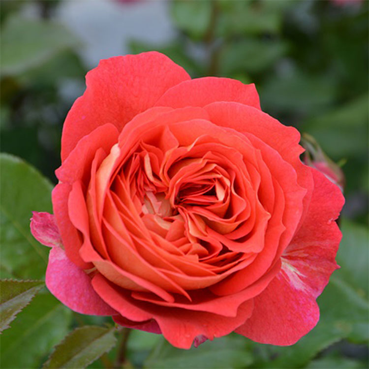 相原バラ園 / ロサ・オリエンティス