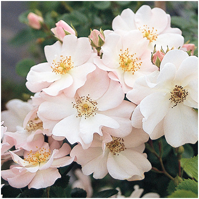 相原バラ園 / 初心者向け