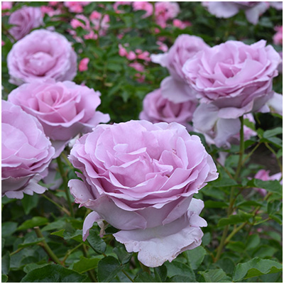 相原バラ園 / ローズ・シナクティフ（デルバール）【大苗】