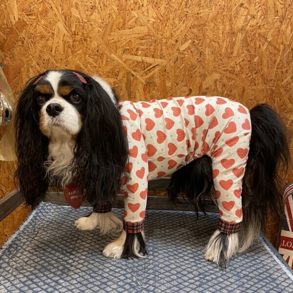 10％OFF【キャバスーツ LIMITED】LOVE & CHECK ドッグウェア