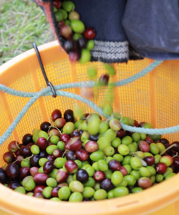井上誠耕園の日焼け止めクリーム | 井上誠耕園