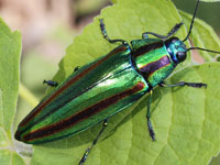 タマムシ科（タマムシ図鑑）