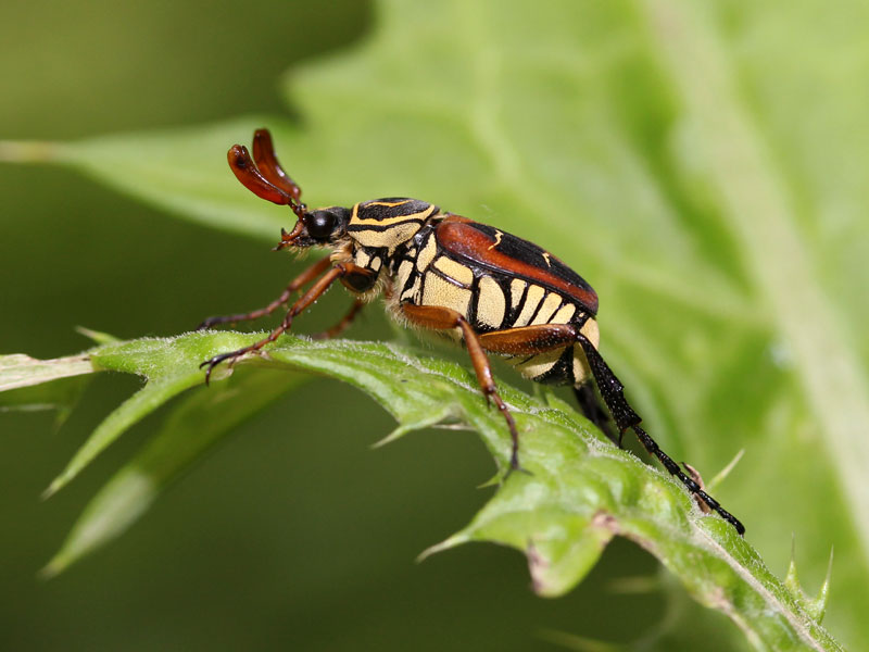 オオトラフハナムグリ（オオトラフコガネ）