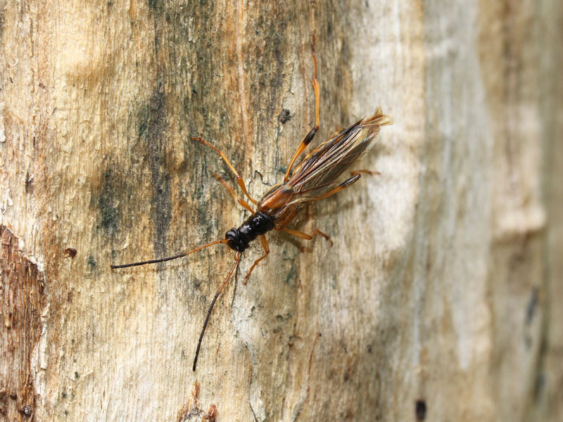 オオホソコバネカミキリ