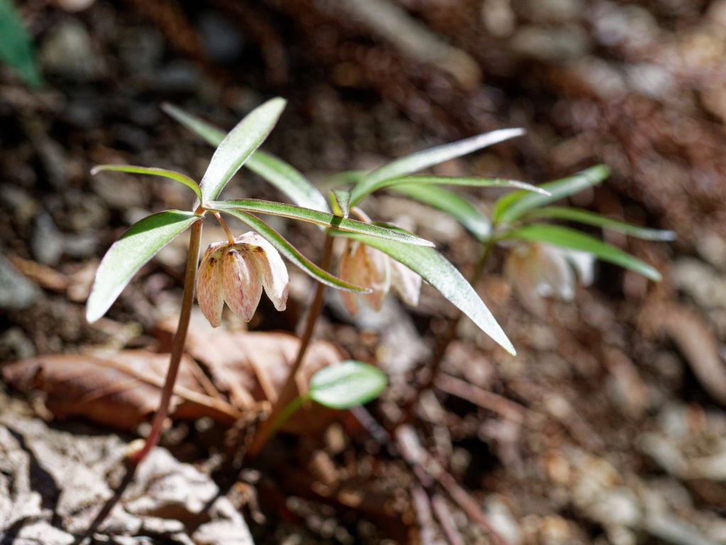 カイコバイモを見に行きました | ジミ蘭が好き！