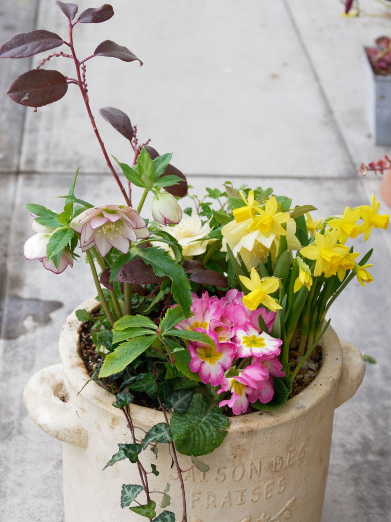 早春の寄せ植え－クリスマスローズ | ジミ蘭が好き！