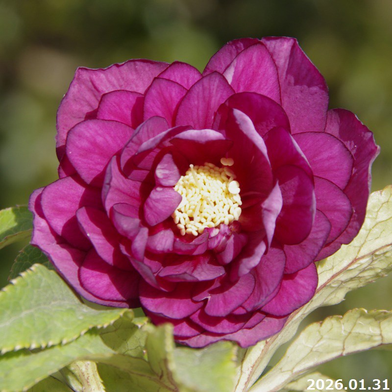 山野草の石田精華園 / クリスマスローズ 開花株