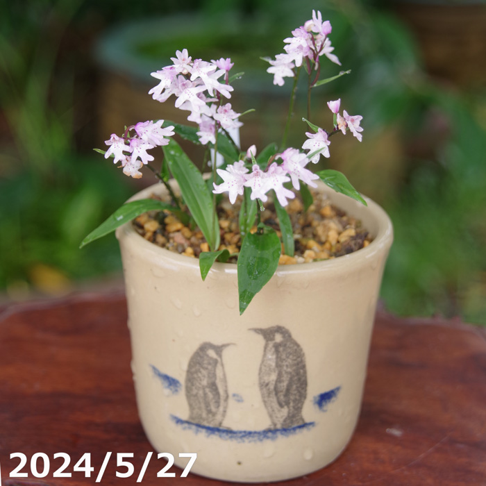 山野草の石田精華園 / 山野草 ラン科(地生ラン)販売