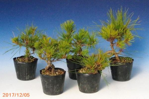 山野草の石田精華園 / 【送料無料】 赤松(アカマツ) 3号〜3.5号 5