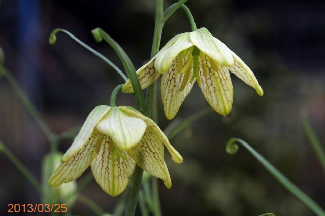 山野草の石田精華園 / 早春の山野草 バイモ 球根1球 【球根販売】【山