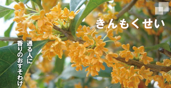 キンモクセイ 高さ約1.2m