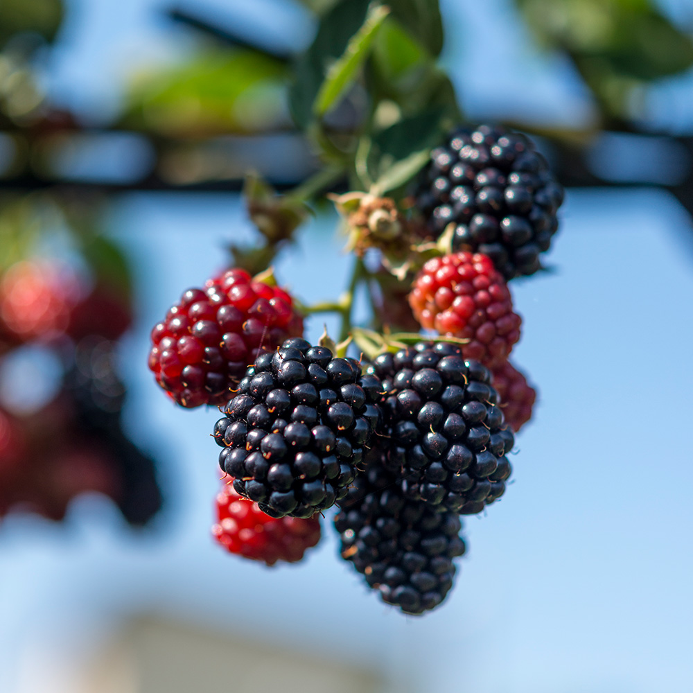 商品一覧｜青森三内縄文べリーランド