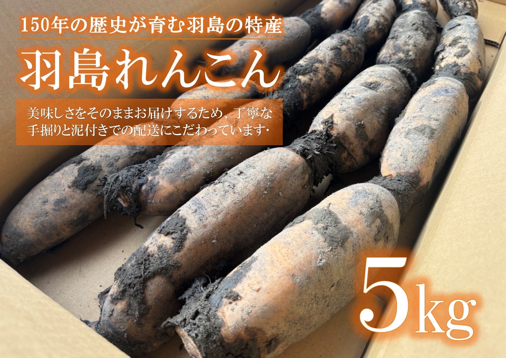 羽島れんこん2L 約5㎏: JAぎふ 清流ぎふの恵み|【JAタウン】産地