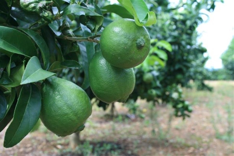 静岡県産グリーンレモン「璃の香（りのか）」 約2kg JA三方原開拓