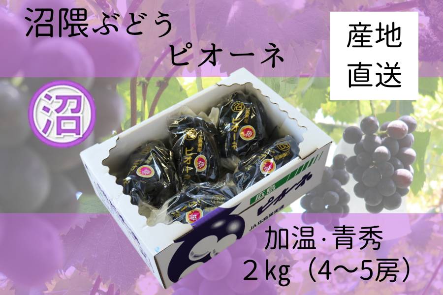 沼隈ぶどう ピオーネ 青秀2㎏ 加温（7/21~7/31出荷） お中元にも