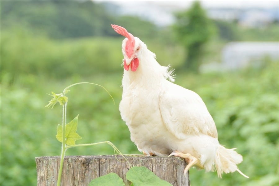 竹鶏たまご50個入【白玉】: タウンショップみやぎ|【JAタウン】産地