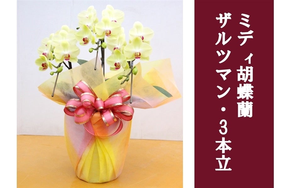 ミディ胡蝶蘭・ザルツマン_3本立: JA全農かながわ|【JAタウン