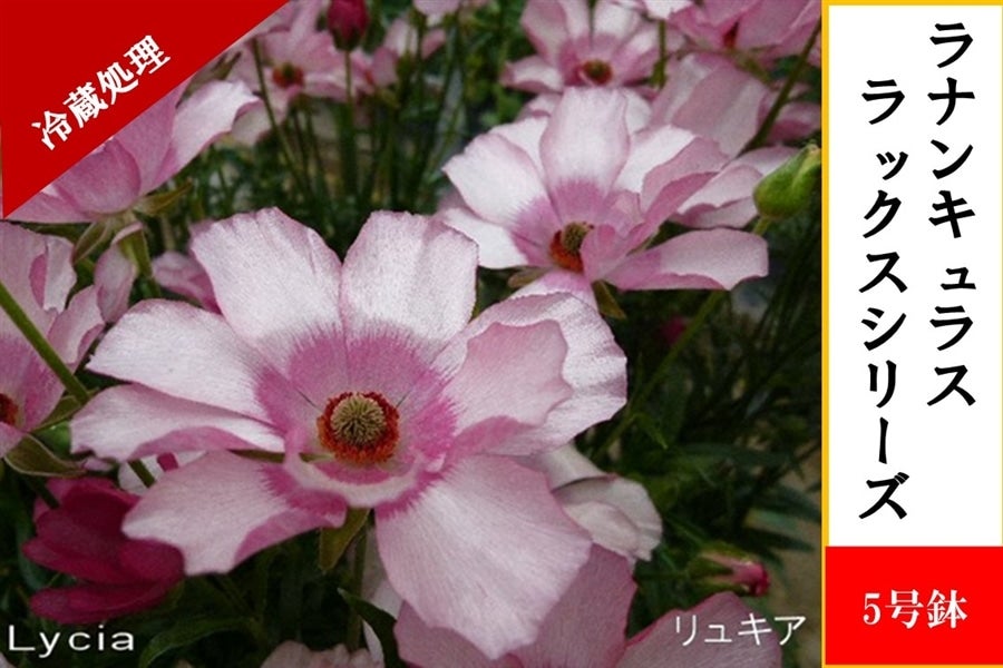 ラナンキュラス ラックスシリーズ【リュキア】5号鉢（冷蔵処理）: JA
