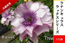 ラナンキュラス ラックスシリーズ【ティーバ】5号鉢（冷蔵処理）: JA