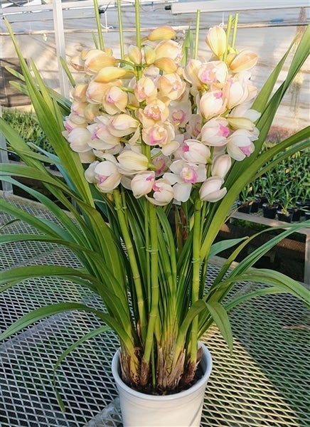 ペ*コ様 【特選】　洋蘭　シンビジューム　7寸4本立ち 陶器鉢 シンビジューム アーチ 7号陶器鉢 4本立 エンザンスプリング イン ザ