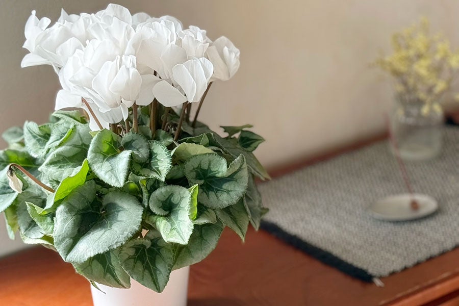 善光寺平宮沢農園 シクラメン 【白】5号鉢 12月10日-15日発送: 全農