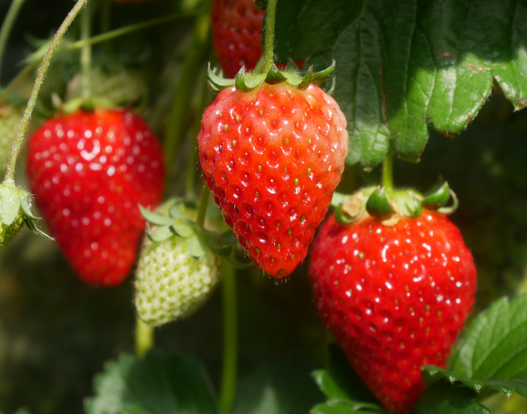 茨城県産いちご 『とちおとめ』 JA水戸（約260g×4pk入）【1月中旬頃