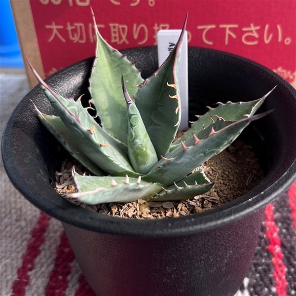 埼玉県産 多肉植物 アガベ（パラサナ）: 埼玉・暮らしのとなりが産地