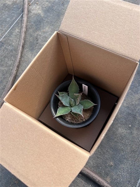 埼玉県産 多肉植物 アガベ（パリー・ホーチエンシス）: 埼玉・暮らしの