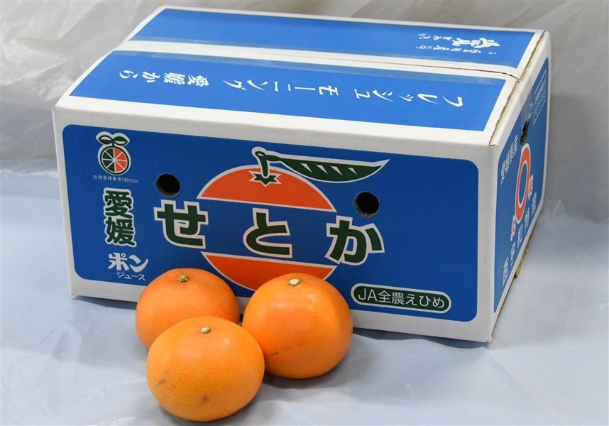 せとか」約5kg（お得用・良L～4L）JAにしうわ 【発送期間限定