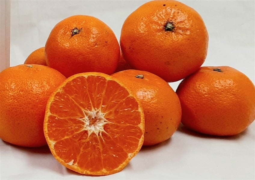 たまみ』（ご家庭用） 約2kg（良以上2S～3Lサイズ混合）愛媛県