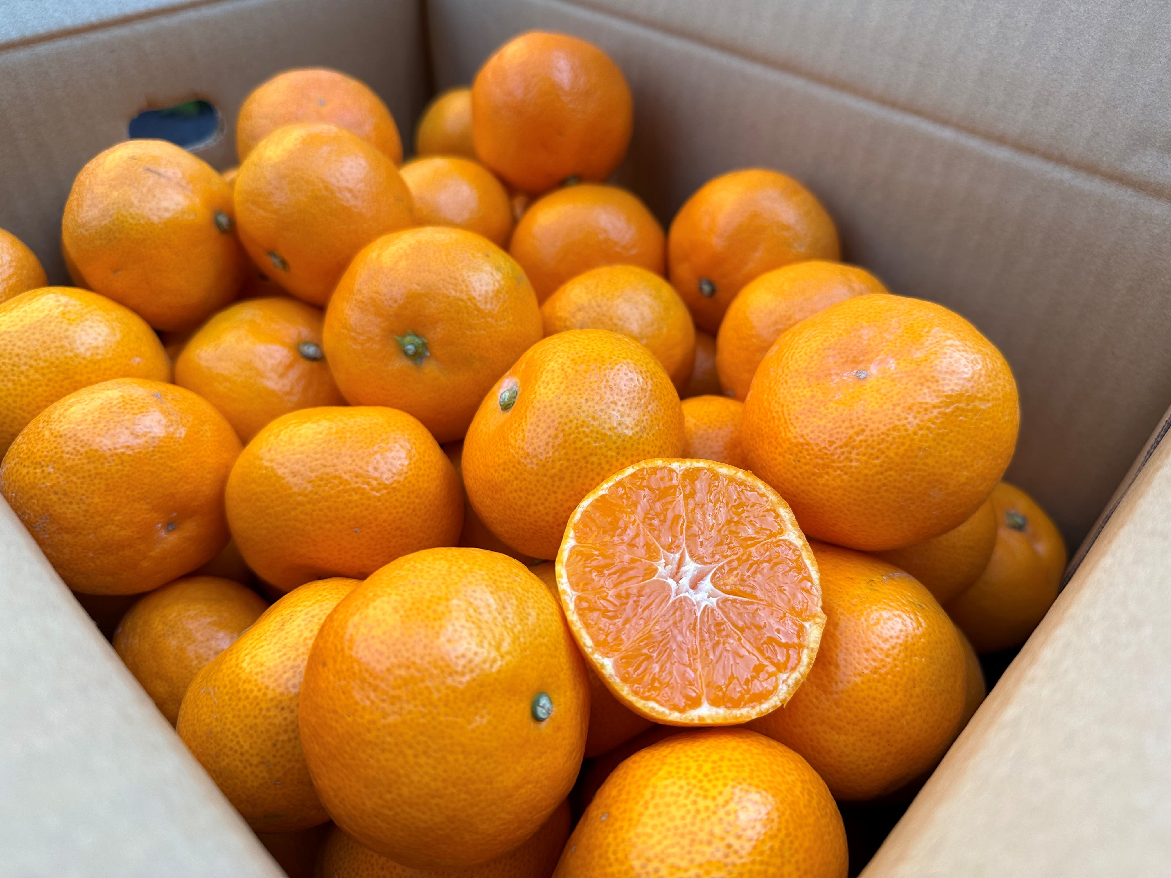 2025年10月予約開始予定】◎JAみなみ筑後 山川みかん『マイルド130』S