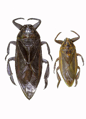 バッタ・ナナフシムシなどその他昆虫の仲間／世界の珍奇・美麗昆虫