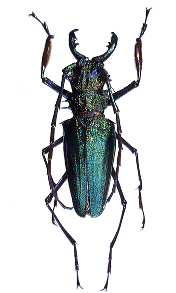 カミキリムシなどその他甲虫の仲間／世界の珍奇・美麗昆虫 -- 公益社団