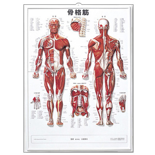 3Dチャート 骨格筋