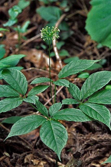 トチバニンジン（ウコギ科）｜素人植物図鑑