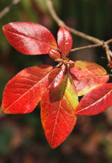 四季の山野草（バイカツツジ）