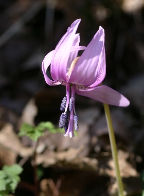四季の山野草（カタクリ）