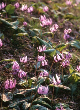 四季の山野草（カタクリ）