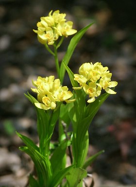 四季の山野草（キンラン）