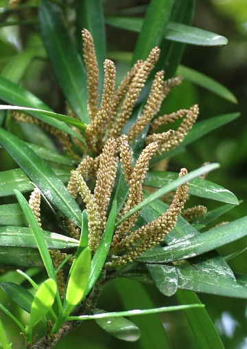 四季の山野草（イヌマキ）