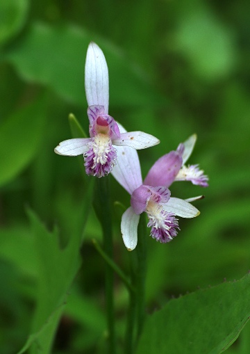 四季の山野草（トキソウ）