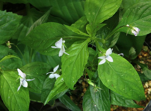 四季の山野草（タデスミレ）
